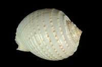 藏品(花點鶉螺)的圖片